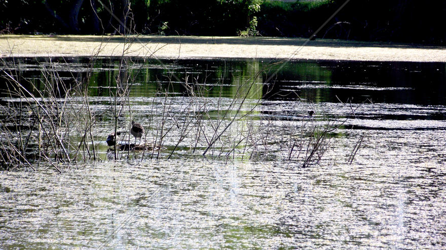 The magnificent nature and fishing in Zhitomir, Ukraine. Family rest. Beautiful kinds. A carp