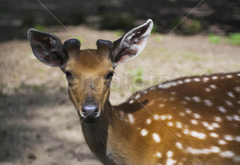 Sika deer - a mammal of the family Oleneva. Animals in the wild.