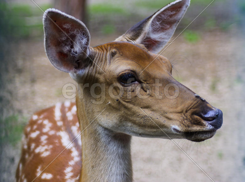 Sika deer - a mammal of the family Oleneva. Animals in the wild.