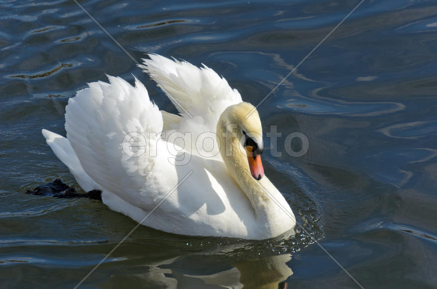 White swan on the water. Most large water bird with a long neck and a well-developed