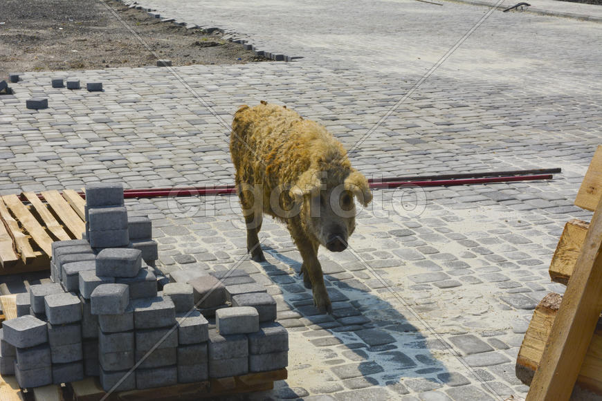 Домашняя свинья обросшая шерстью 