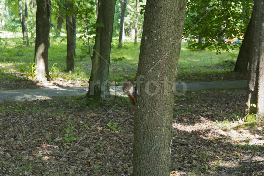 Squirrel on the nature of the sanatorium in the city of Lviv