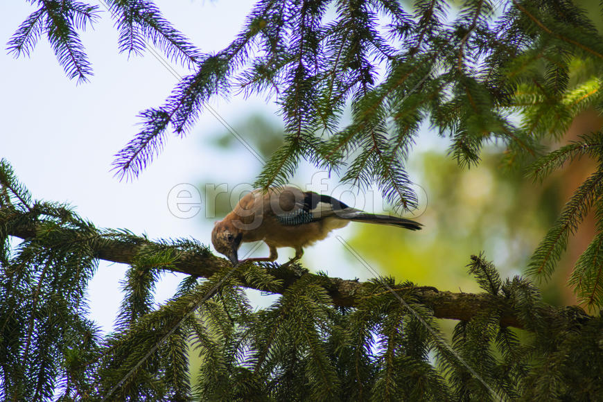 Jay sitting on a tree branch. Birds in the wild.