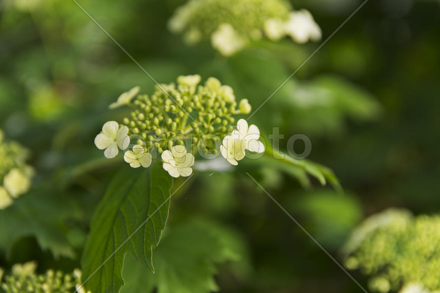 Flowers in the yard of a private house