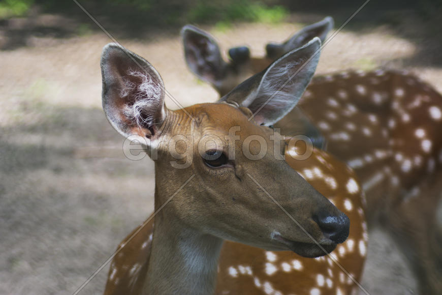 Sika deer - a mammal of the family Oleneva. Animals in the wild.