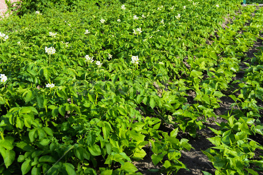 Vegetables in the garden near private homes