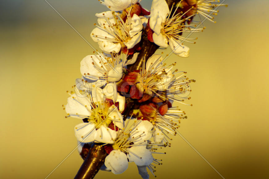Абрикос во время цветения