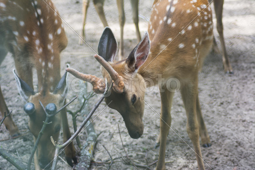 Sika deer - a mammal of the family Oleneva. Animals in the wild.