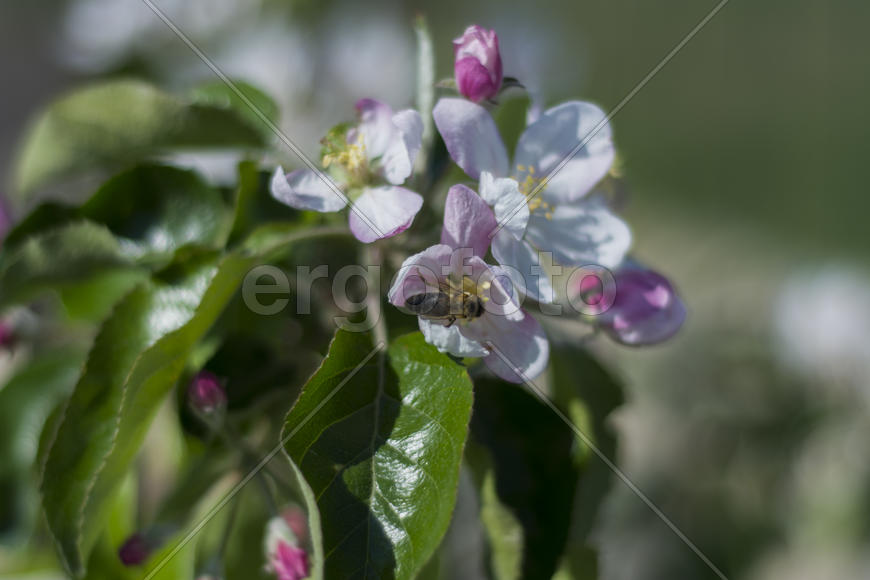 Bee pollinating flowers of apple trees in the home garden