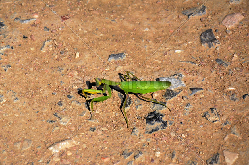 Locust are capable to form large flights (number to hundreds millions individuals), migrating