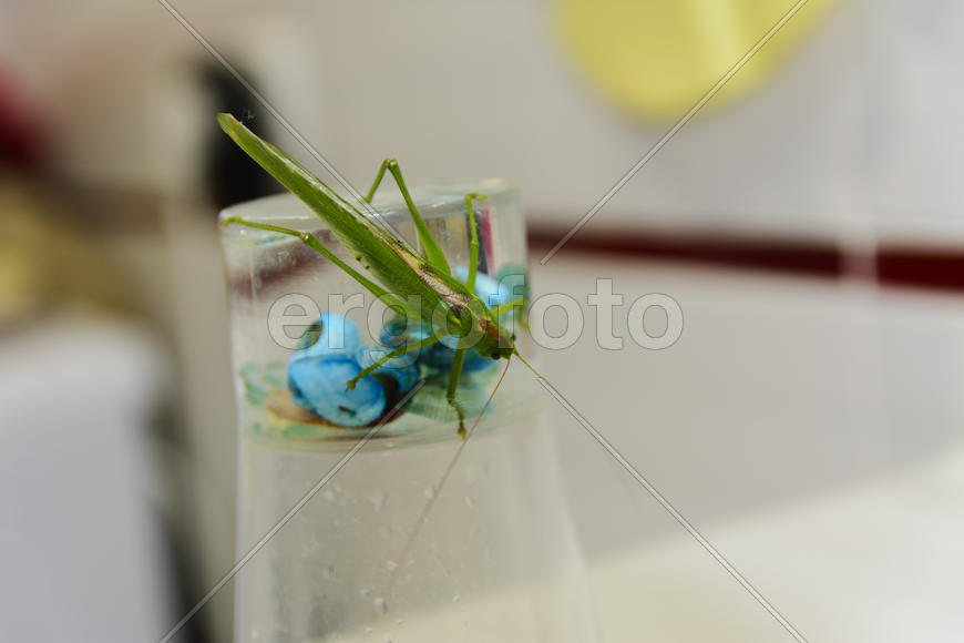 Locusts on the glass with toothbrushes in the bathroom.