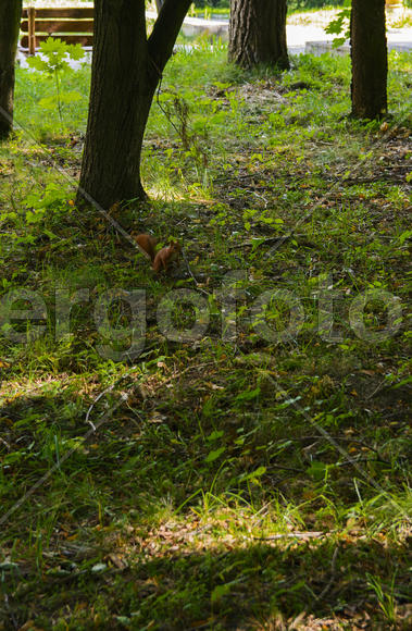 Squirrel on the nature of the sanatorium in the city of Lviv