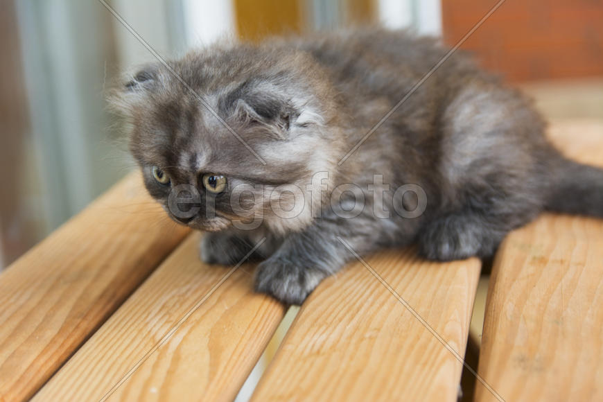 Kittens born in a private home. Beautiful color and good pedigree.