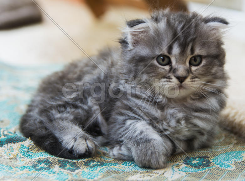 Kittens born in a private home. Beautiful color and good pedigree.