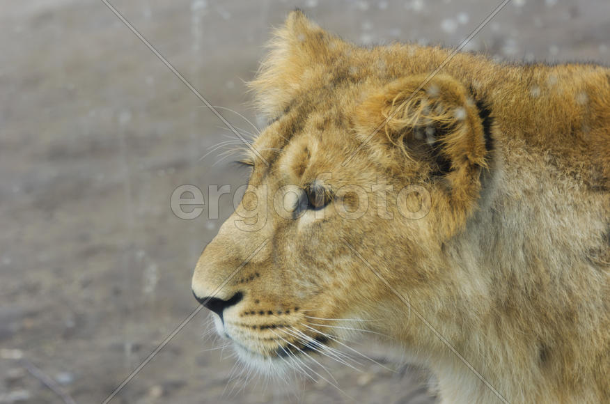 Lioness in the zoo. Felines. Dangerous, big and strong animal