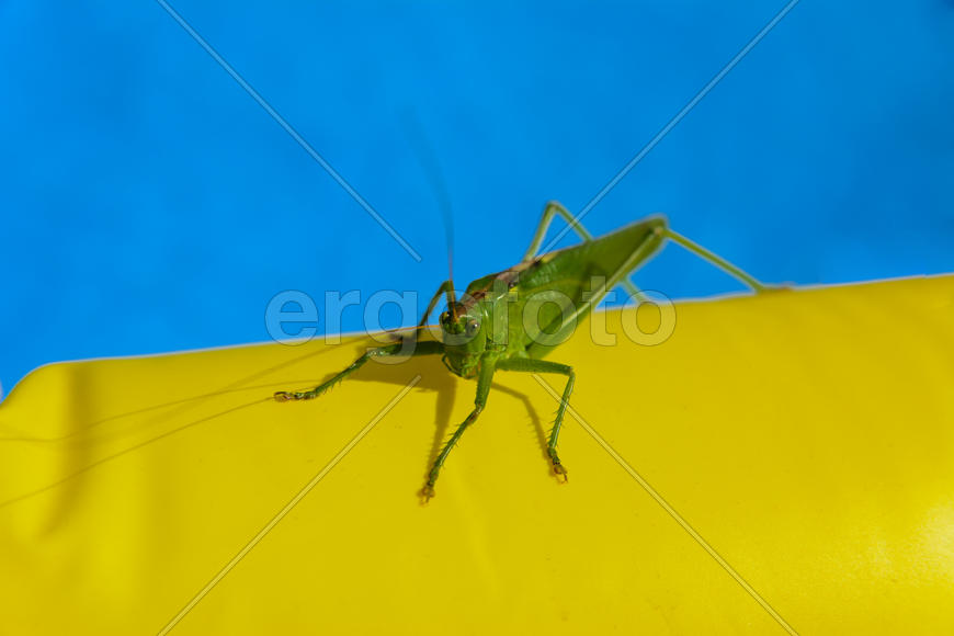 Green locust on the edge of the children's pool.