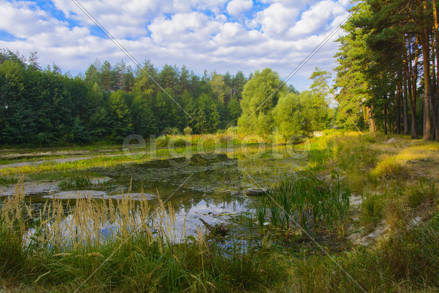 Small dry lake in the woods hot summer