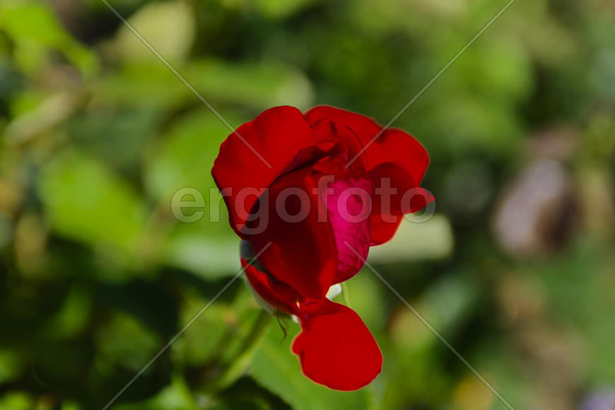 Roses in the yard on the lawn near a private house