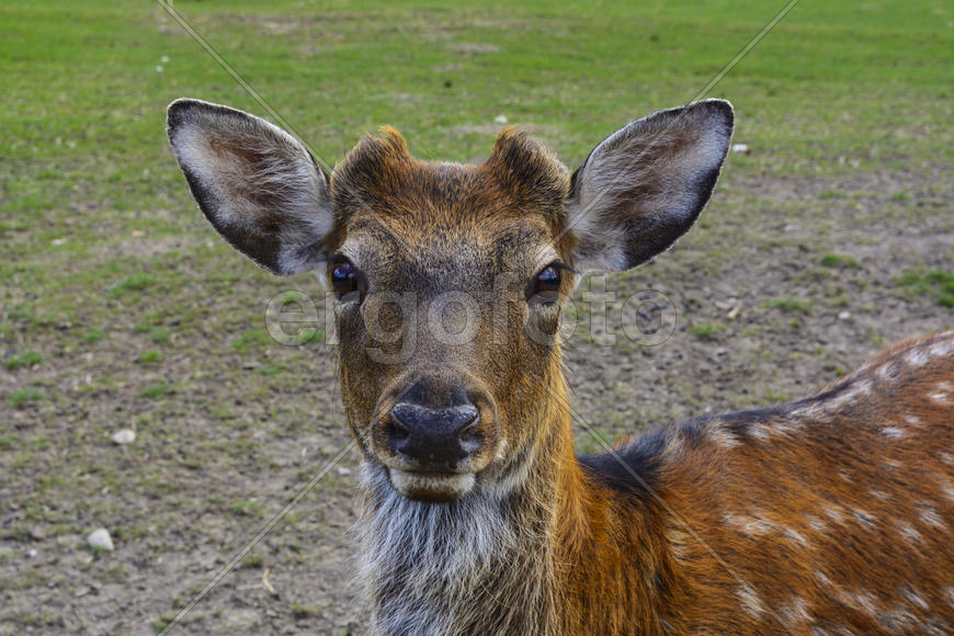 Олень - крупное животное с изящным телом