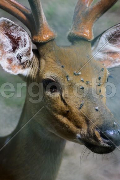 Sika deer - a mammal of the family Oleneva. Animals in the wild.