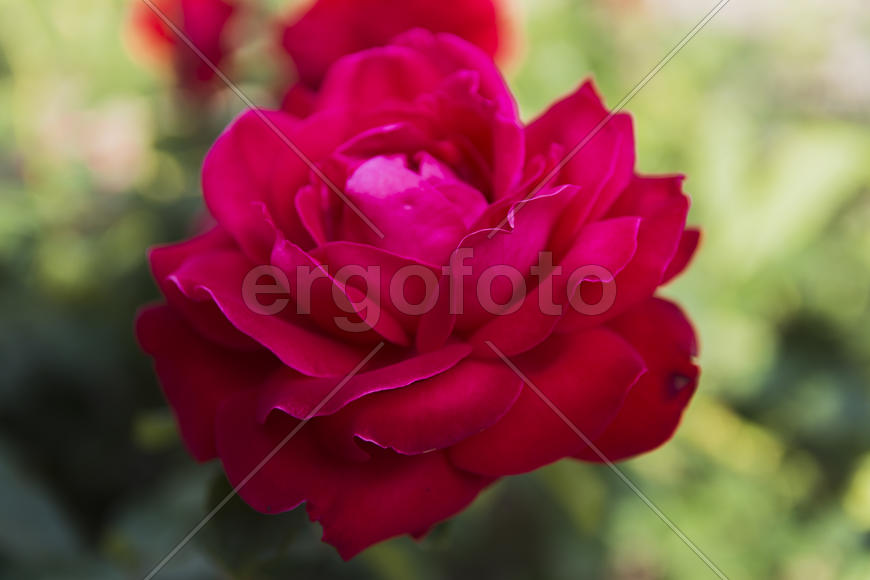 Roses in the yard on the lawn near a private house