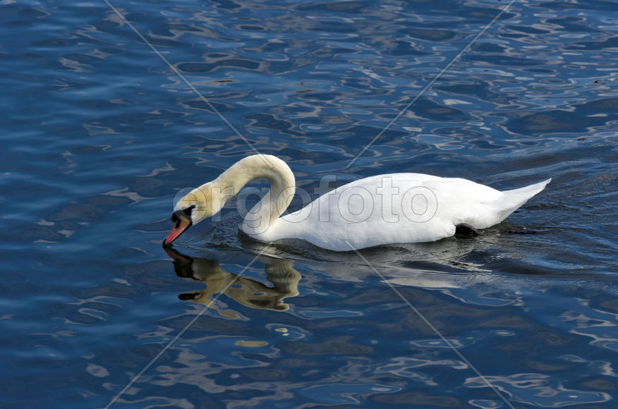 White swan on the water. Most large water bird with a long neck and a well-developed
