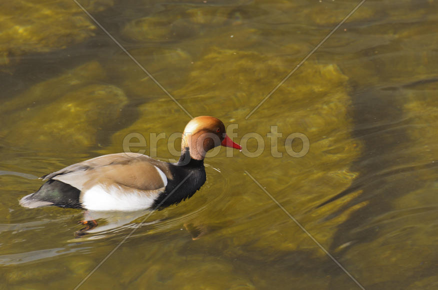 Duck. Various color of plumage. Birds medium and small size with a relatively short neck