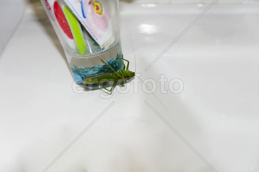 Locusts on the glass with toothbrushes in the bathroom.