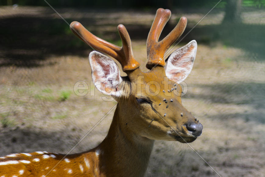 Sika deer - a mammal of the family Oleneva. Animals in the wild.