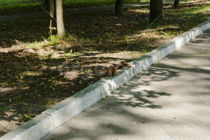 Squirrel on the nature of the sanatorium in the city of Lviv