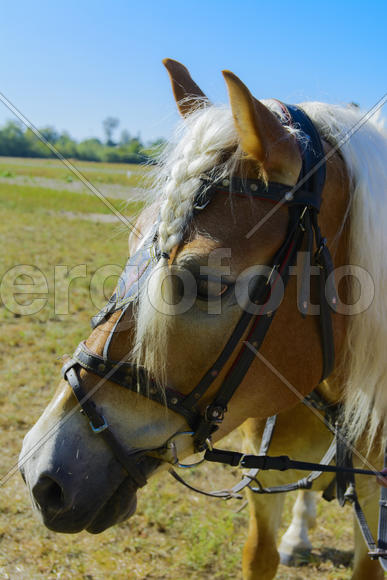 Horse close up at the fair in the village
