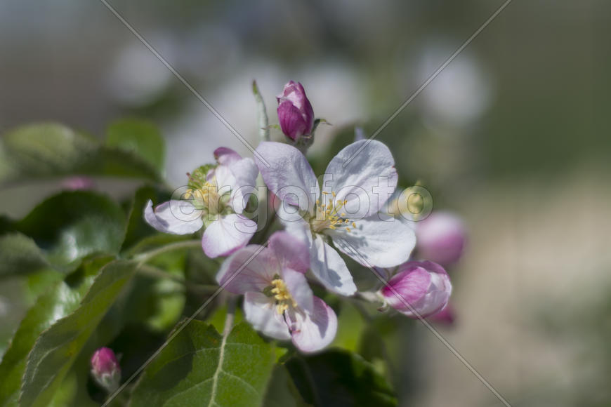 Bee pollinating flowers of apple trees in the home garden
