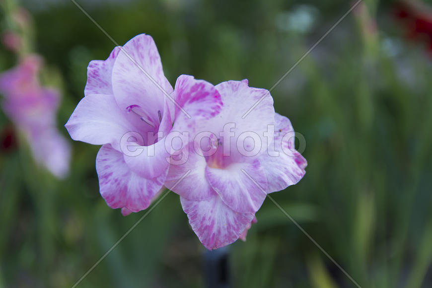 Gladiolus yard of a private house in the flowerbed