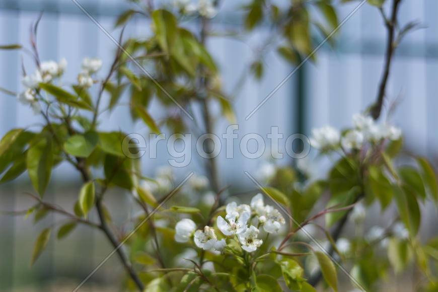Apple trees in bloom. Young trees.