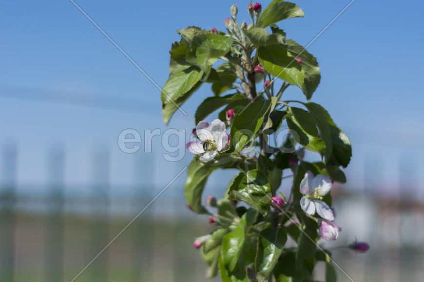 Bee pollinating flowers of apple trees in the home garden