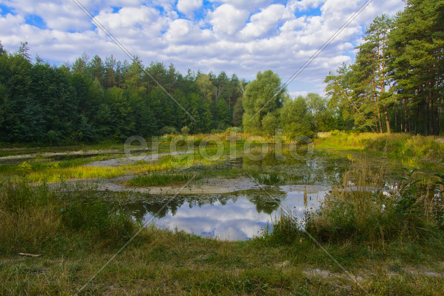 Small dry lake in the woods hot summer