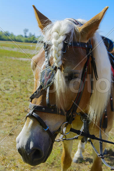 Horse close up at the fair in the village