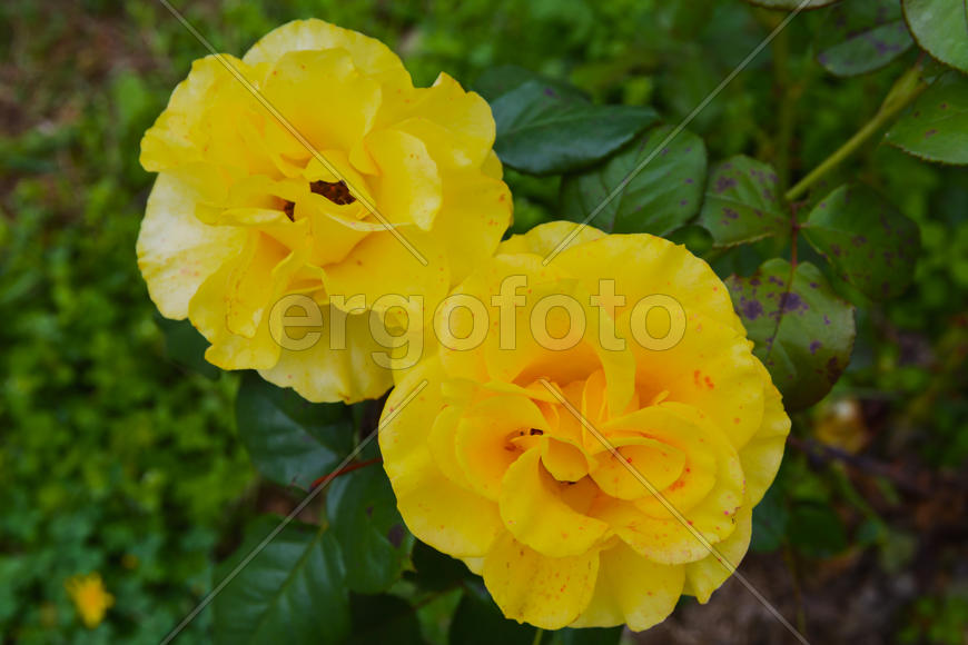 Бутоны уличных желтых цветов 