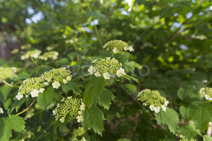 Figurines in the yard of a private home