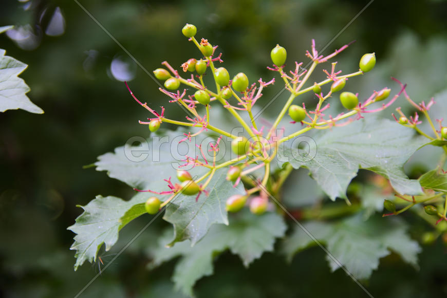 Fruit garden near private homes