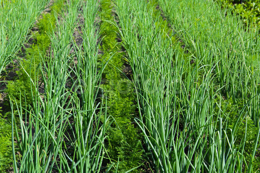 Vegetables in the garden near private homes