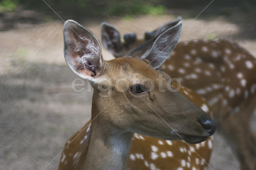 Sika deer - a mammal of the family Oleneva. Animals in the wild.