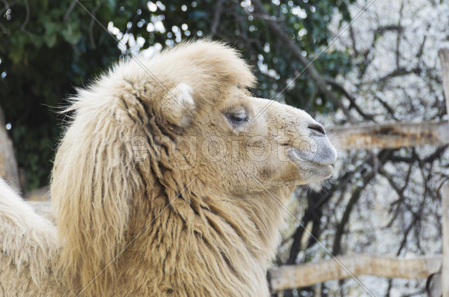 Mammals. Bactrian camel in the zoo. Excellent means of transportation in the wilderness