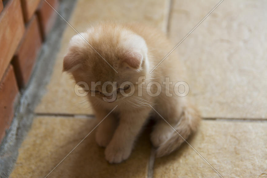Kittens born in a private home. Beautiful color and good pedigree.