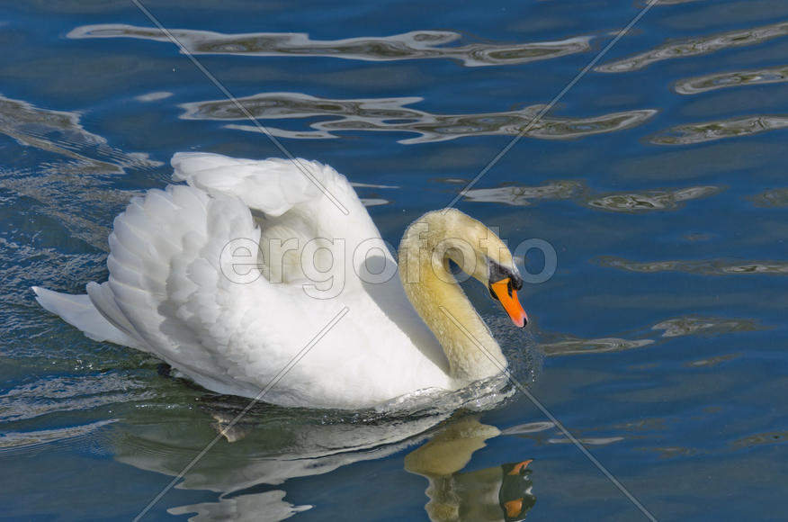 White swan on the water. Most large water bird with a long neck and a well-developed