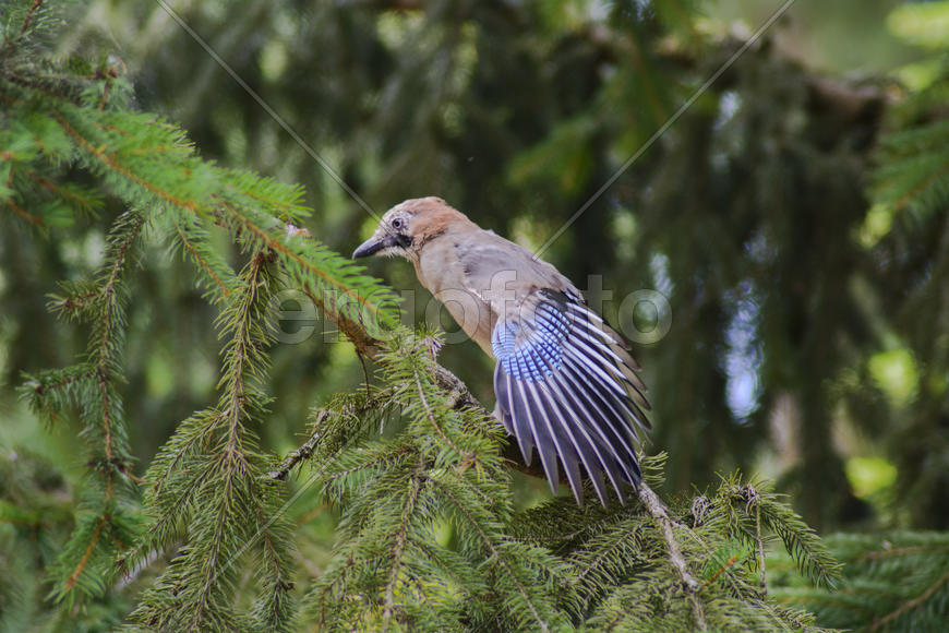 Jay sitting on a tree branch. Birds in the wild.
