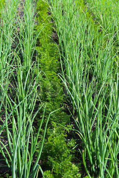 Vegetables in the garden near private homes