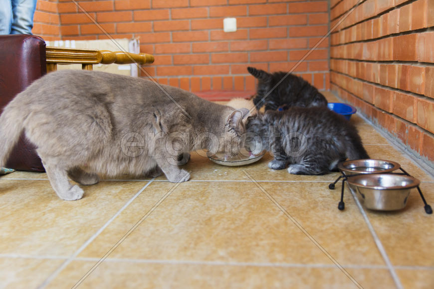 Kittens born in a private home. Beautiful color and good pedigree.