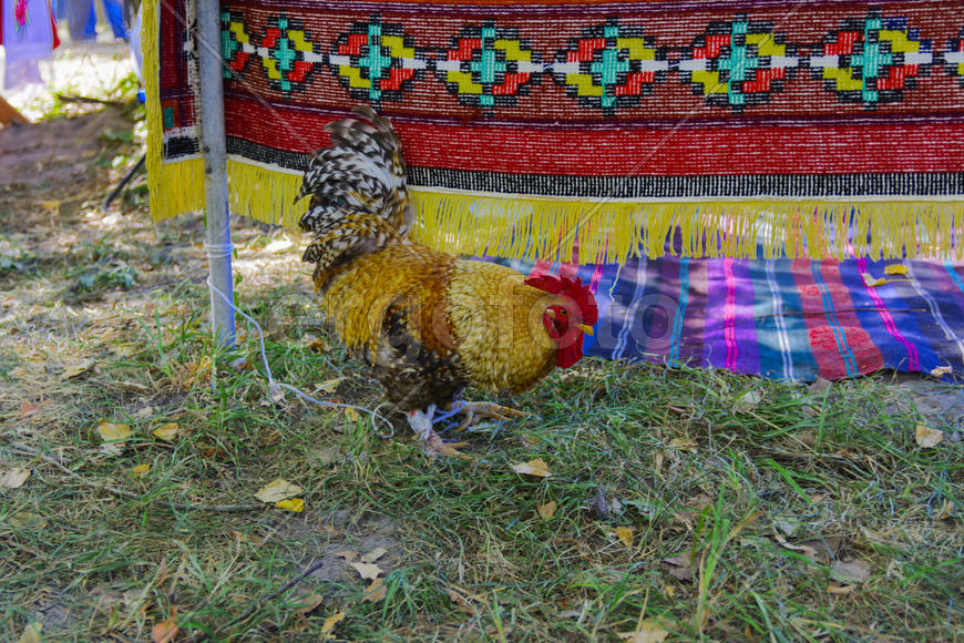 Rooster with a red comb and colorful plumage