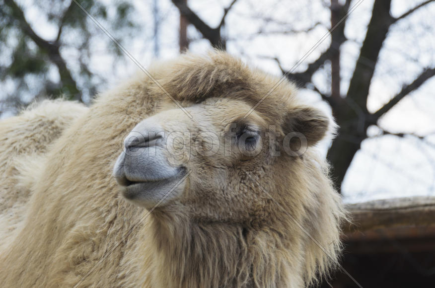 Mammals. Bactrian camel in the zoo. Excellent means of transportation in the wilderness